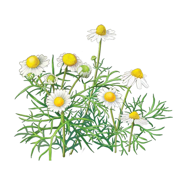 Camomile PNG image free flower picture