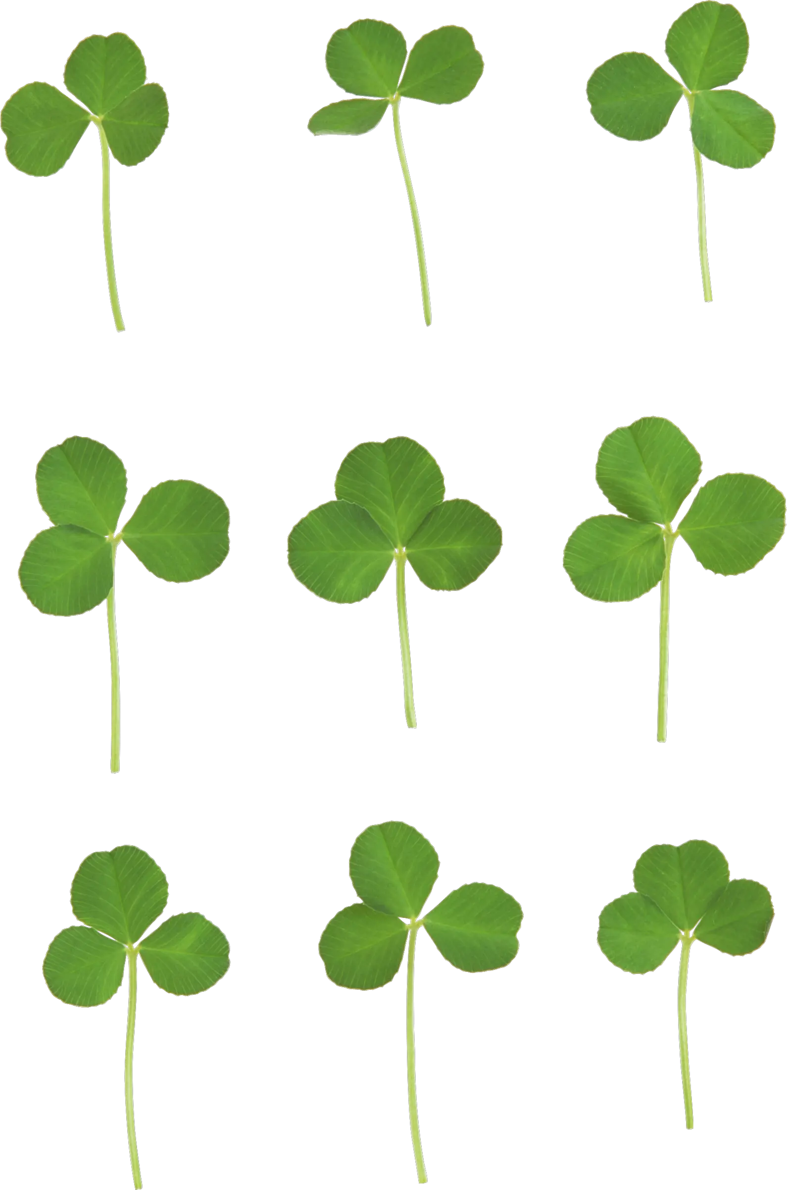 Clover PNG image