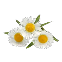 Camomile PNG image free flower picture