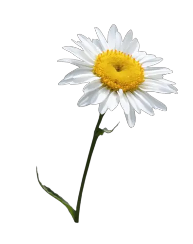 Camomile PNG image free flower picture