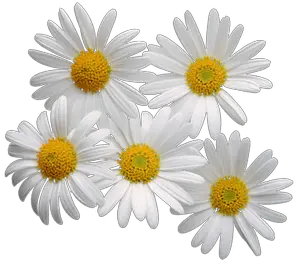 Camomile PNG image free flower picture