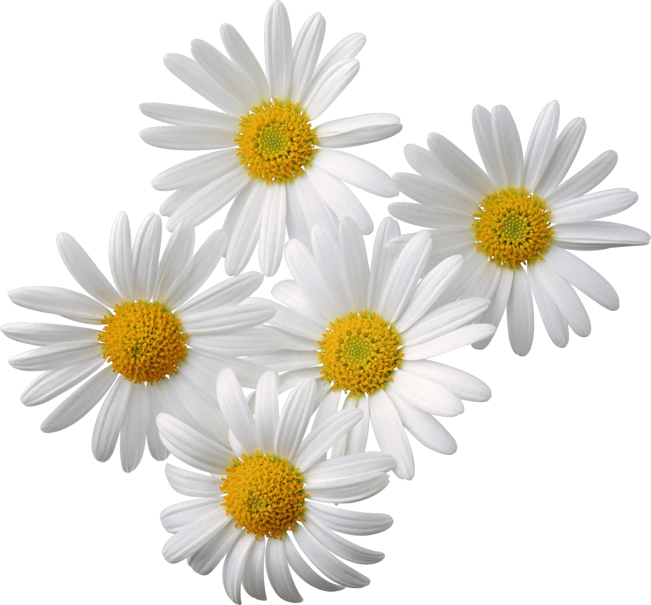 Camomiles PNG image free flower picture