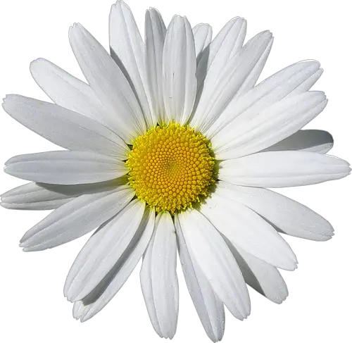 Camomile PNG image free flower picture
