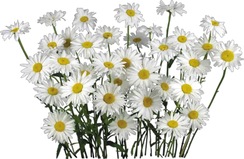 Camomile PNG image free flower picture