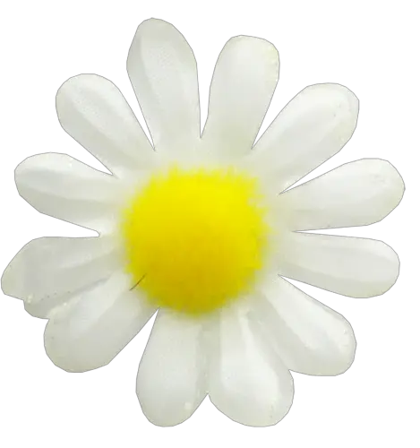 Camomile PNG image free flower picture