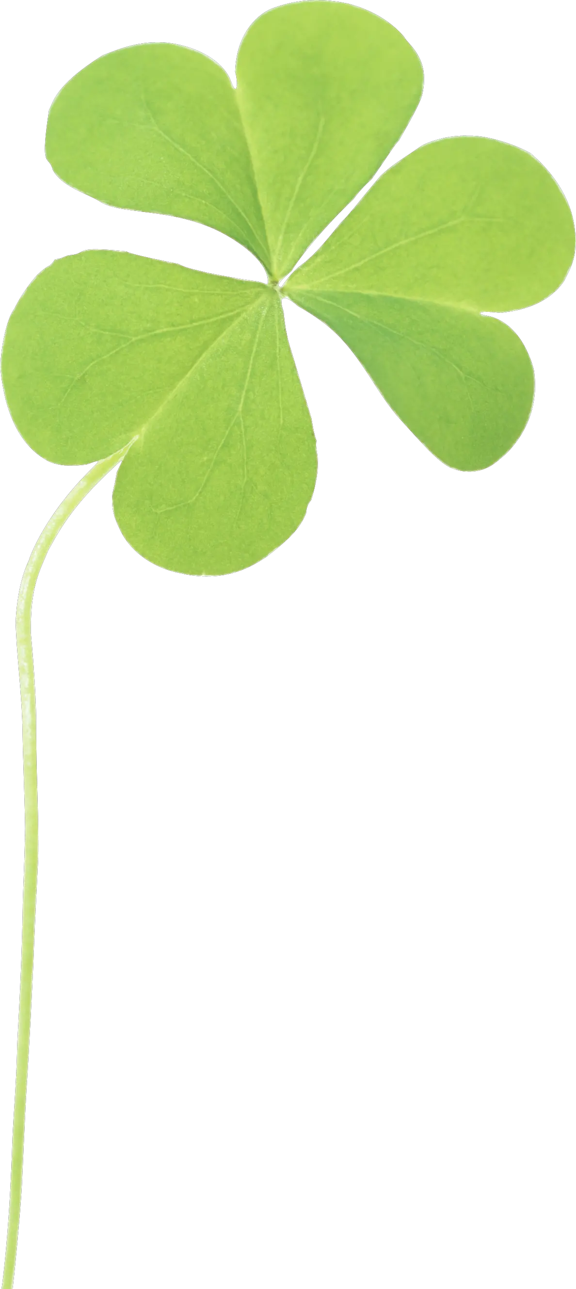 Clover PNG image