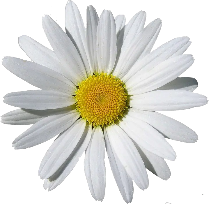 Camomile PNG image free flower picture