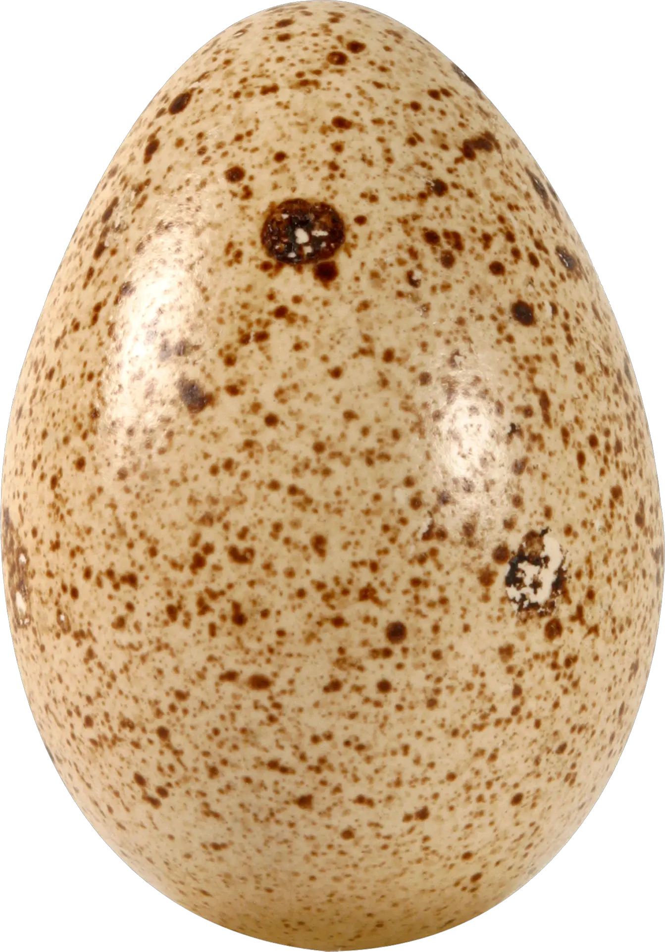 Egg PNG image