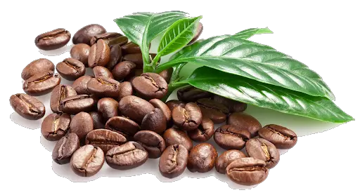 Coffee beans PNG
