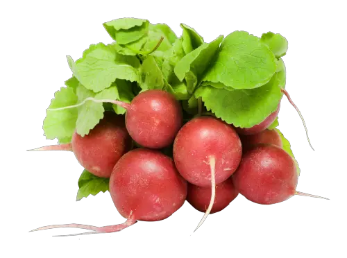 Radish PNG