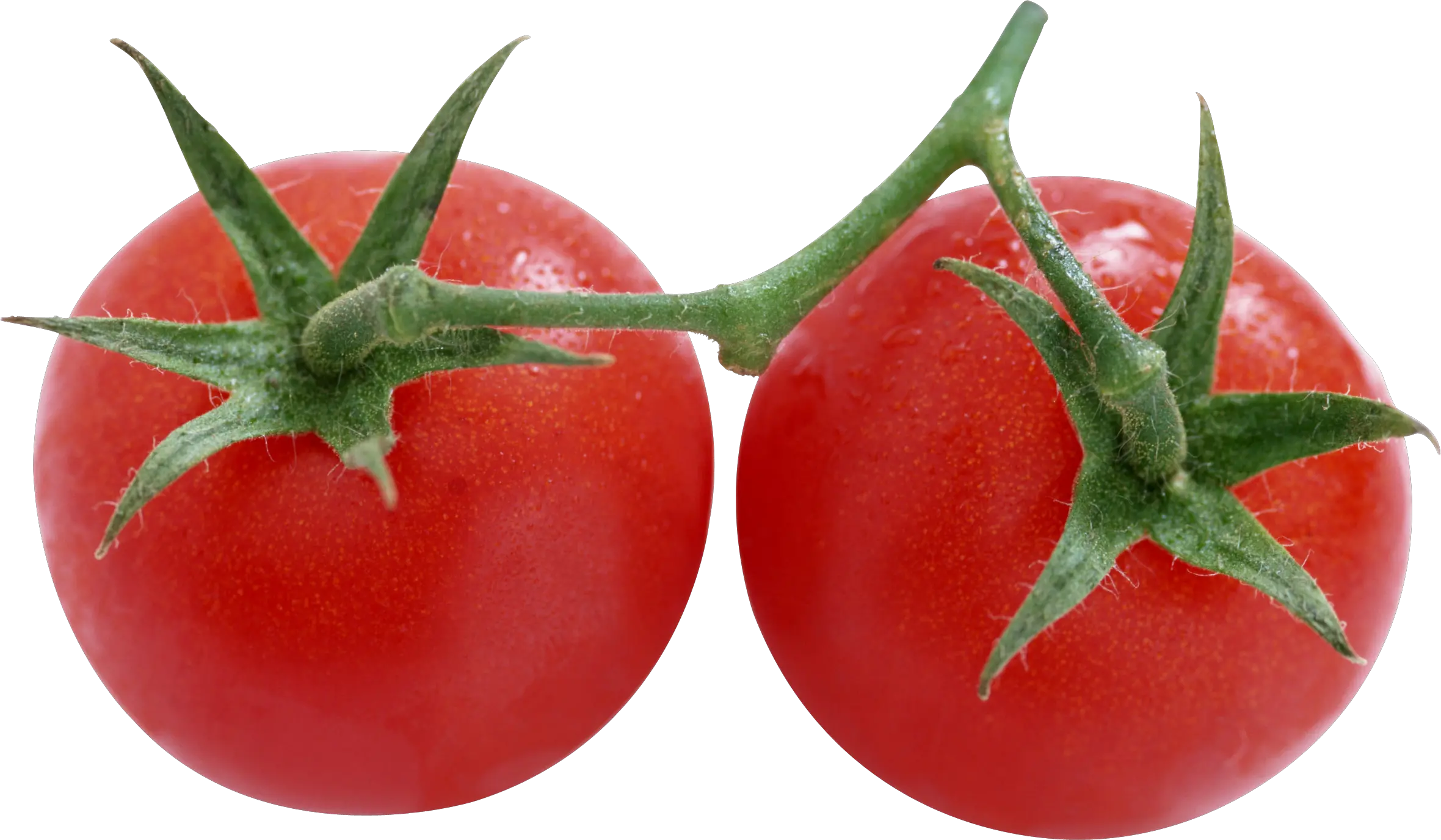 Tomato on branch PNG image