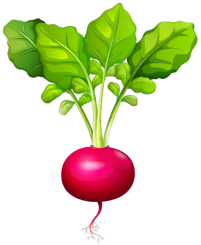 Radish PNG