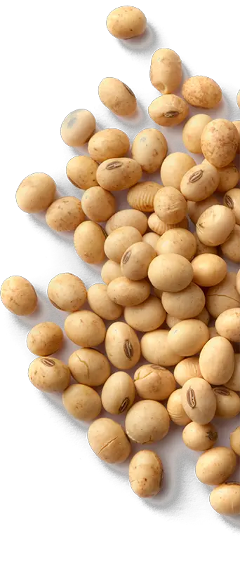 Soybean PNG