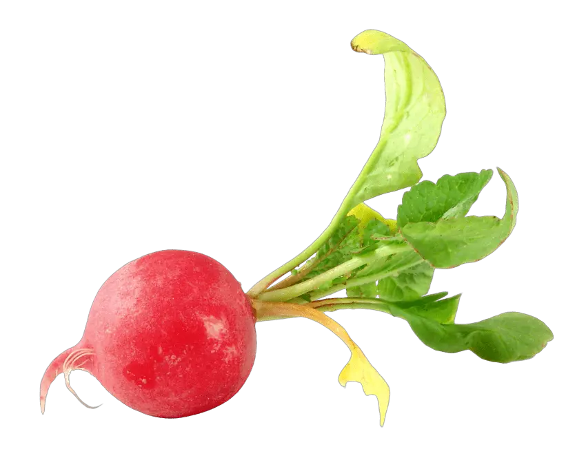 Radish PNG