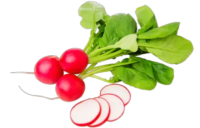 Radish PNG