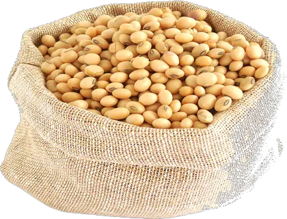 Soybean PNG