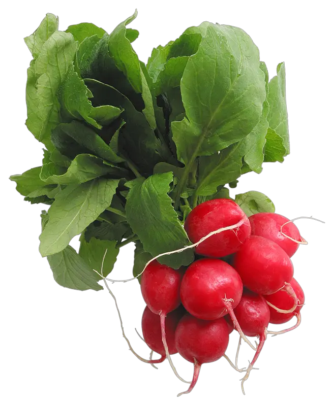 Radish PNG