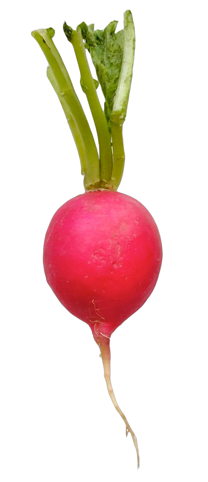 Radish PNG