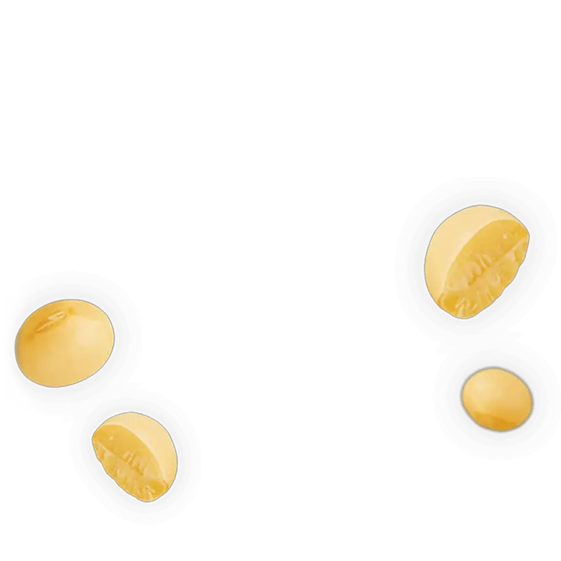 Soybean PNG