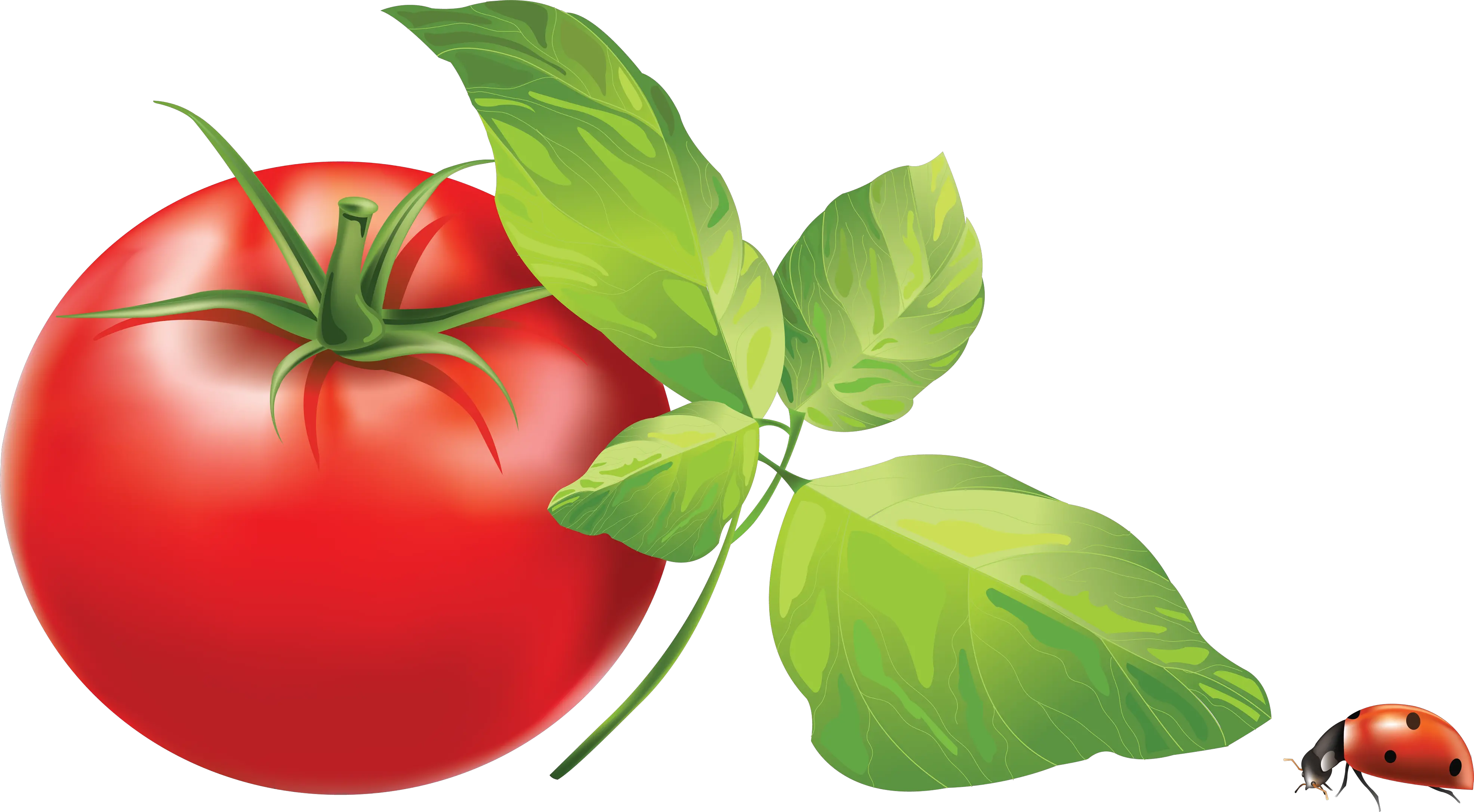 Tomato wi leaves PNG