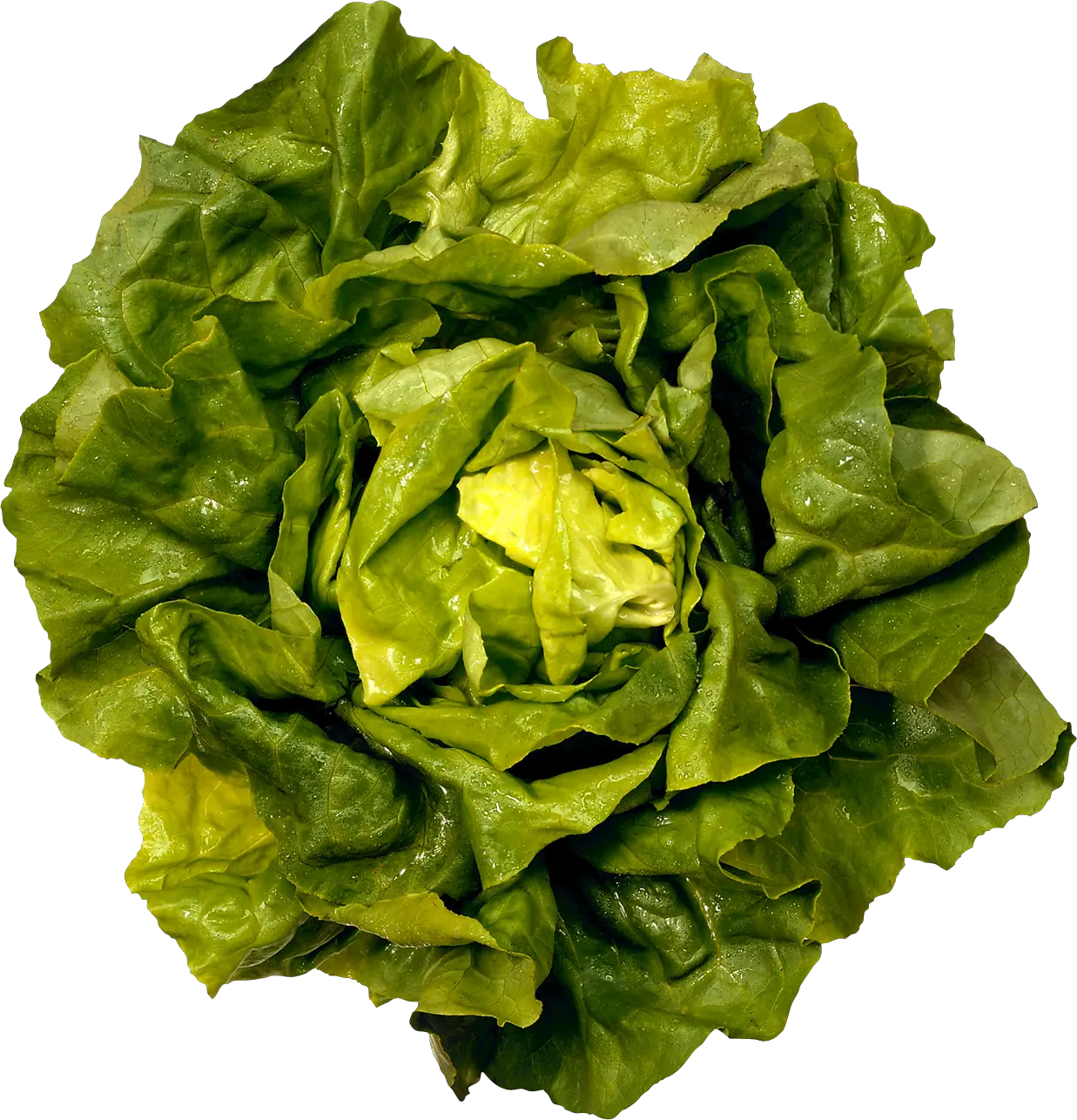 Green salad PNG image