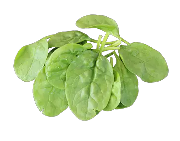 Spinach PNG