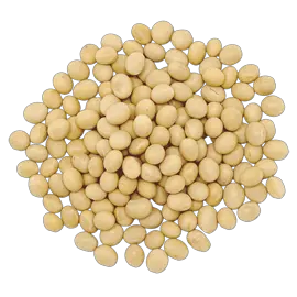 Soybean PNG