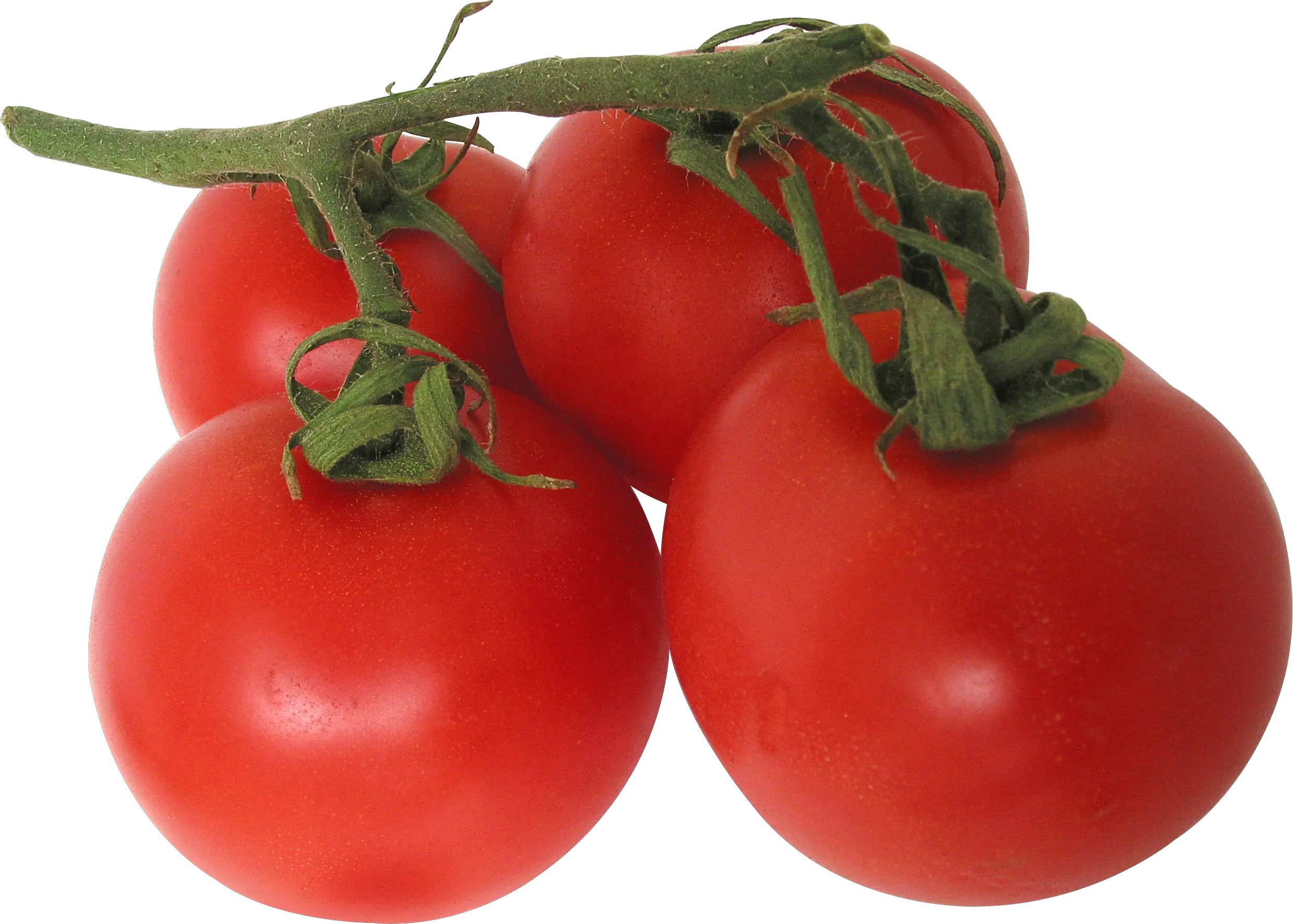 Tomatoes PNG