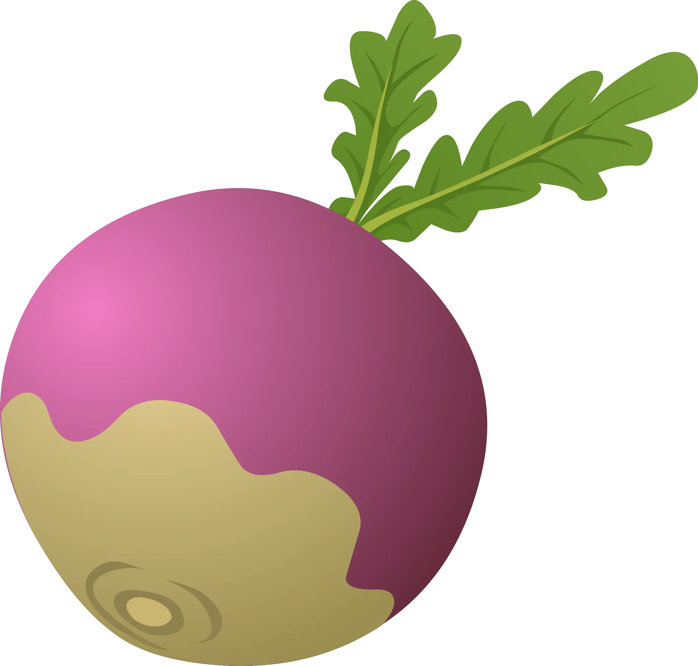 Radish PNG