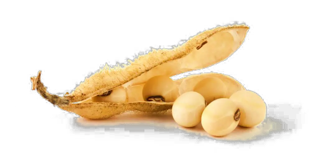 Soybean PNG