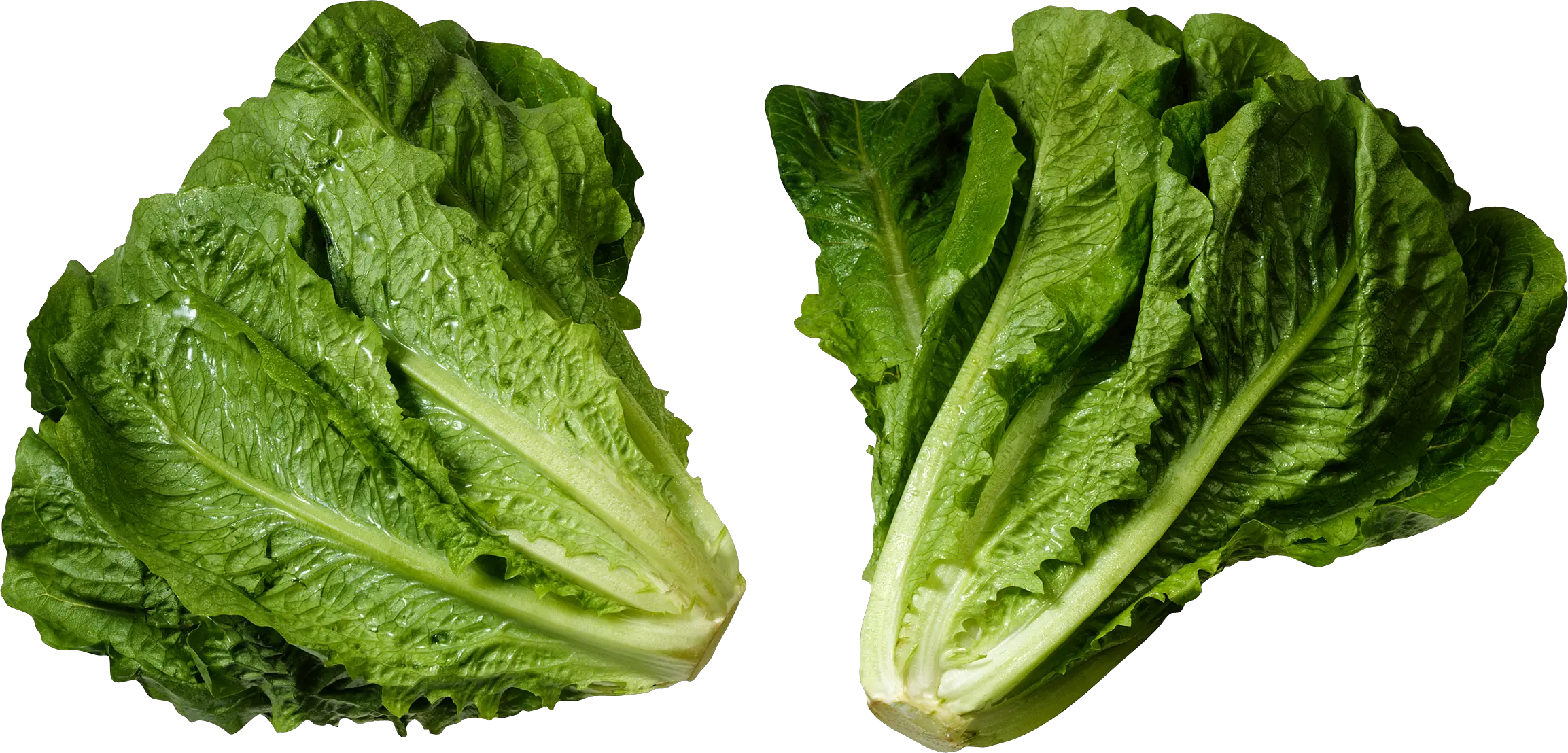 Green salad PNG image