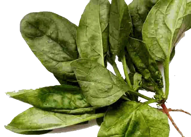 Spinach PNG