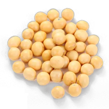 Soybean PNG