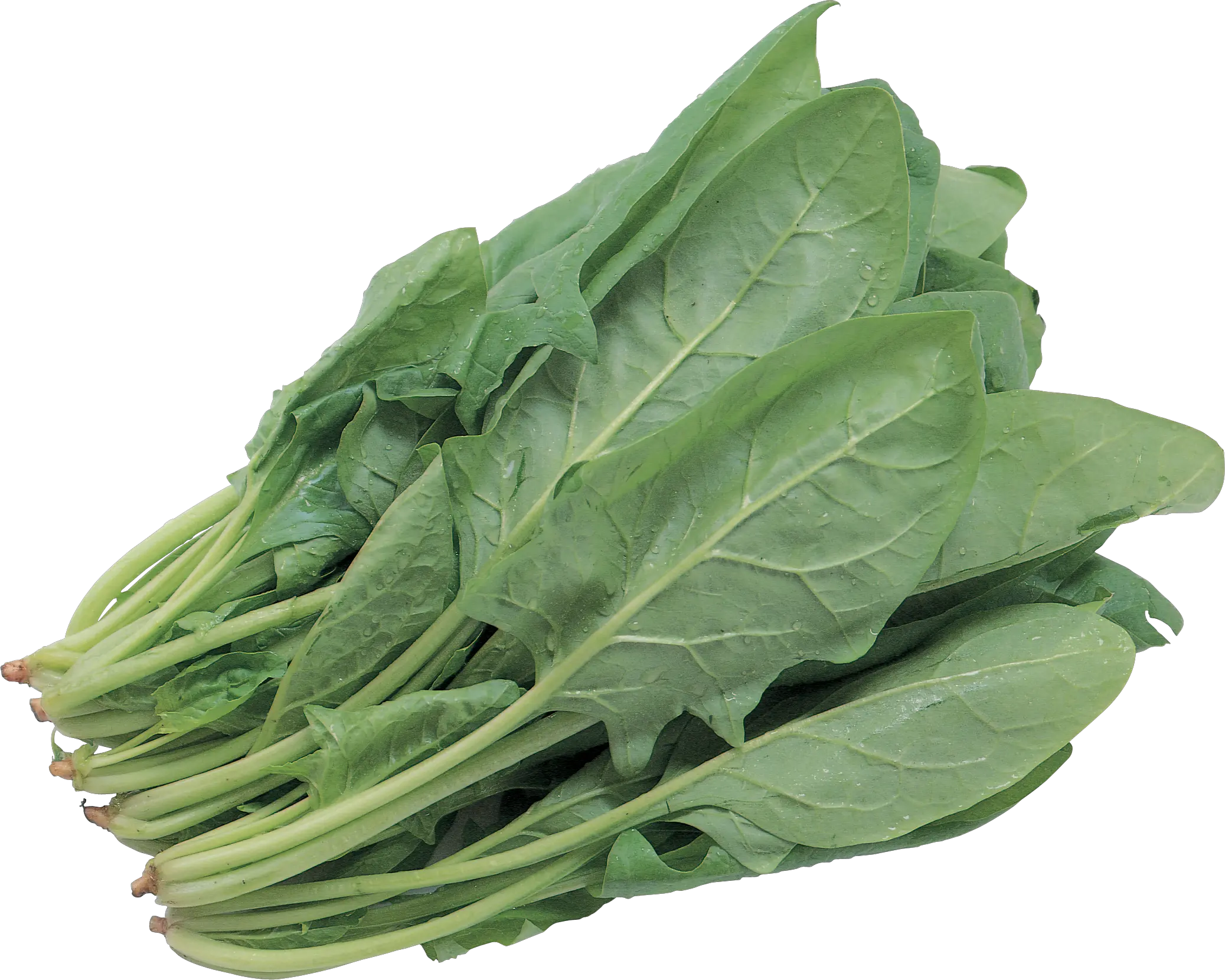 Salad PNG image