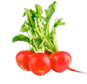 Radish PNG