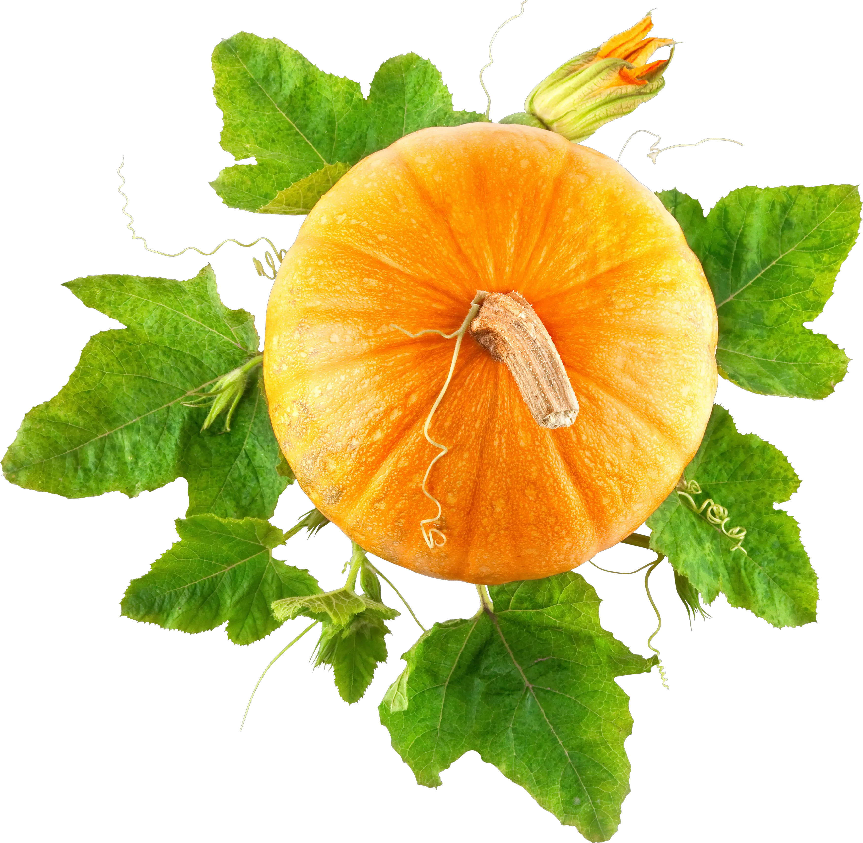 Pumpkin PNG image