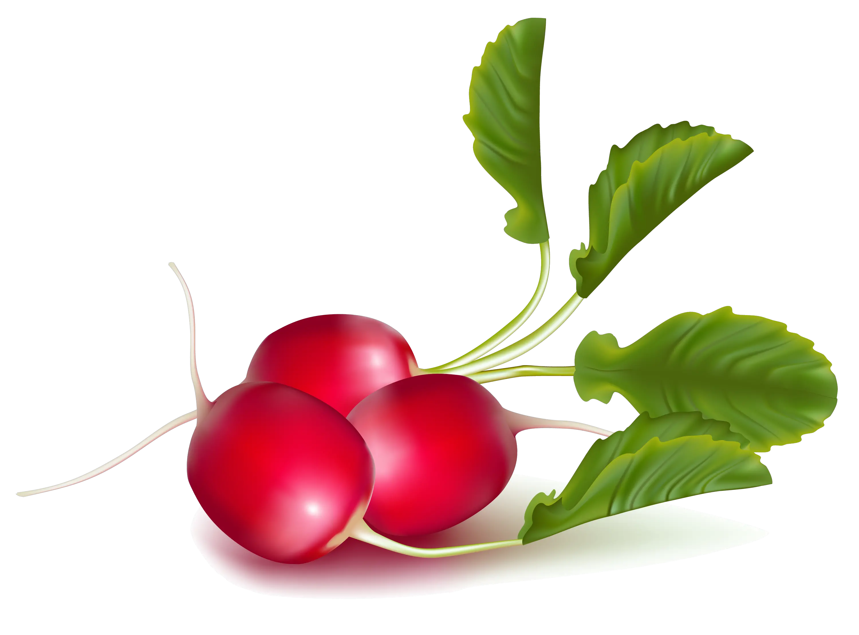 Radish PNG