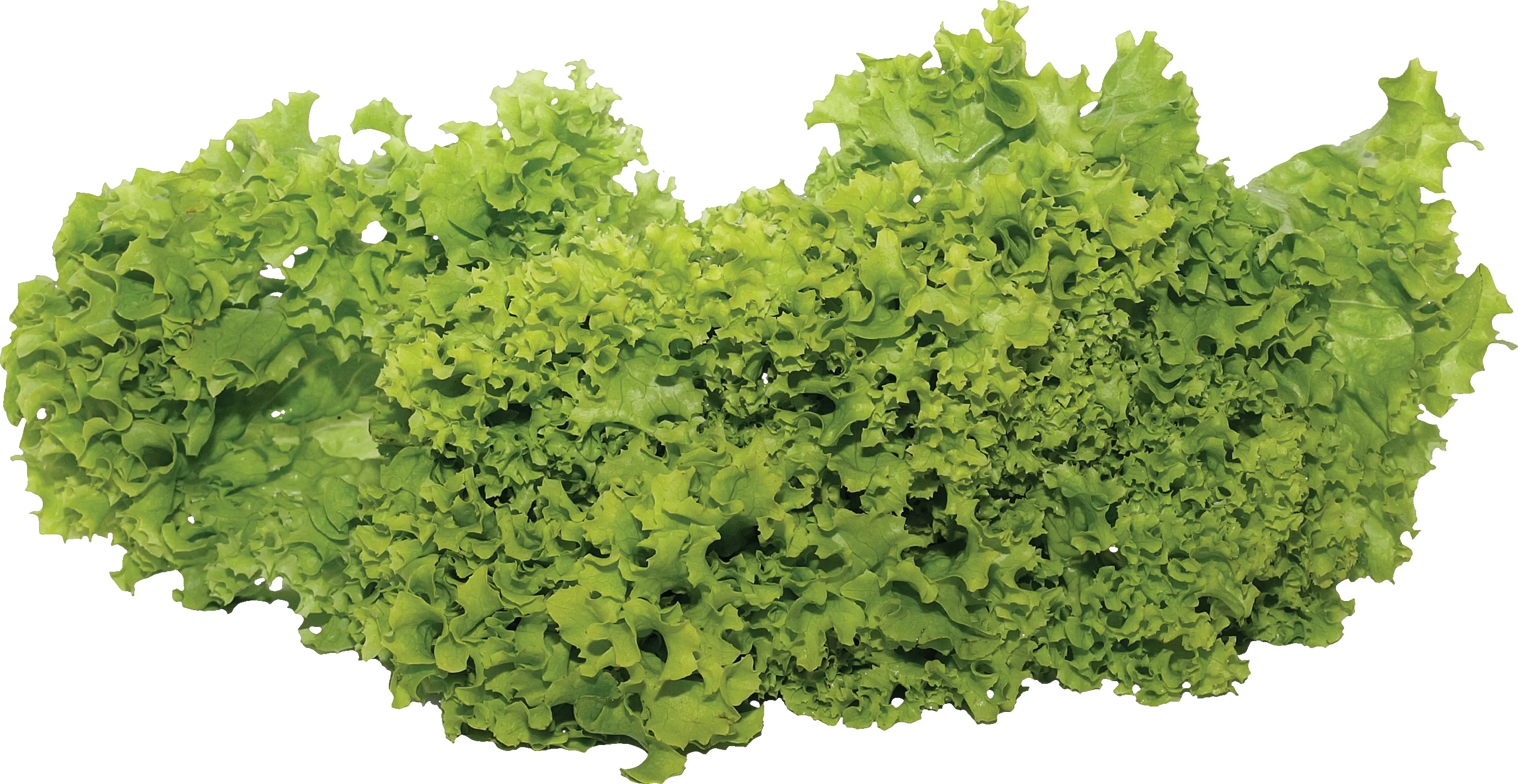 Green salad PNG image