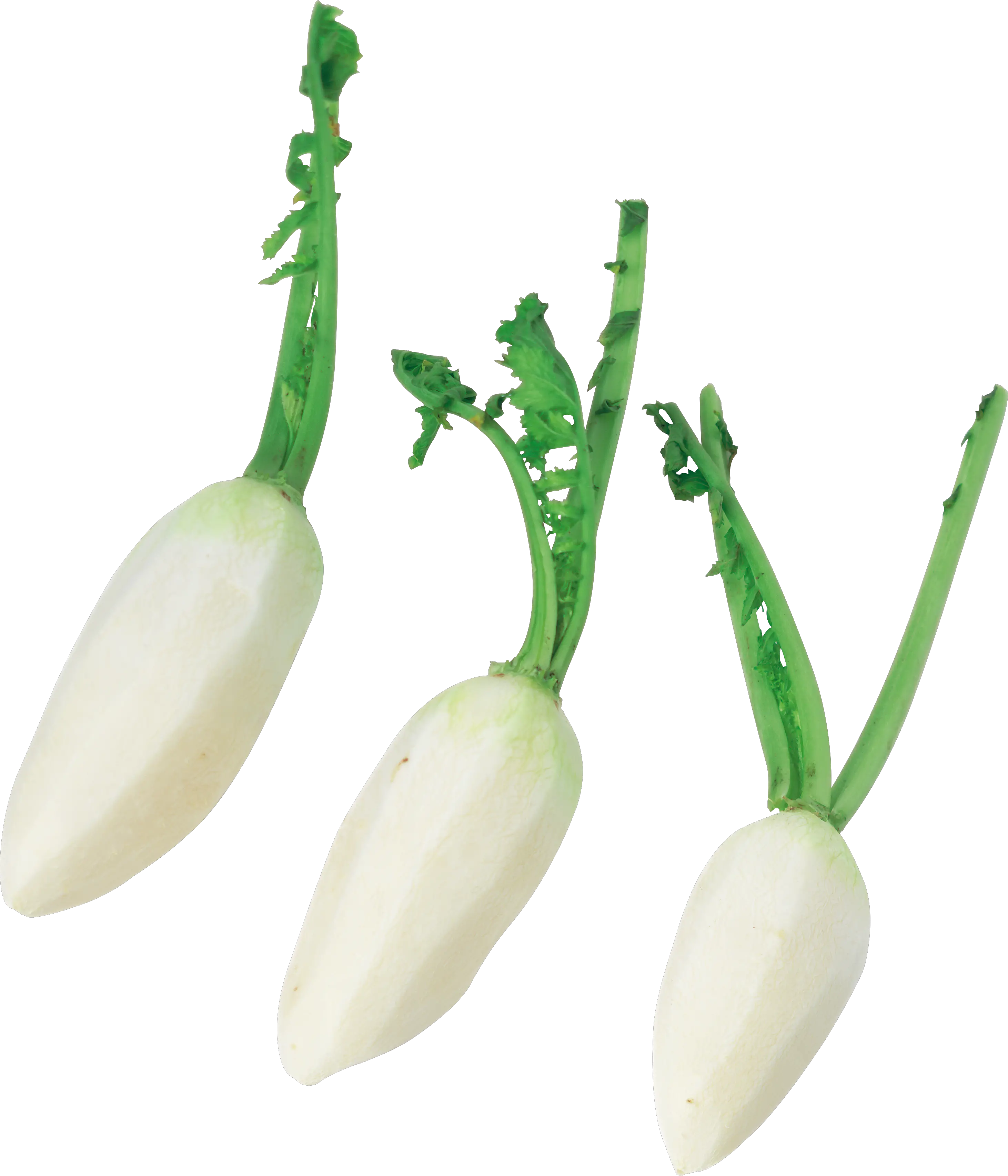 Radish PNG