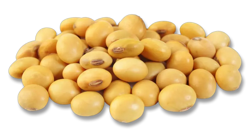 Soybean PNG