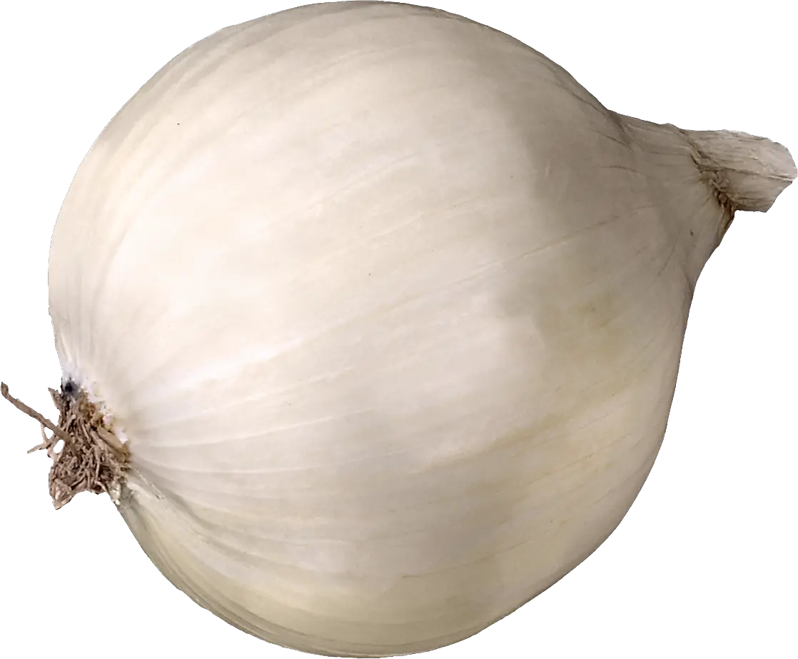 Onion PNG
