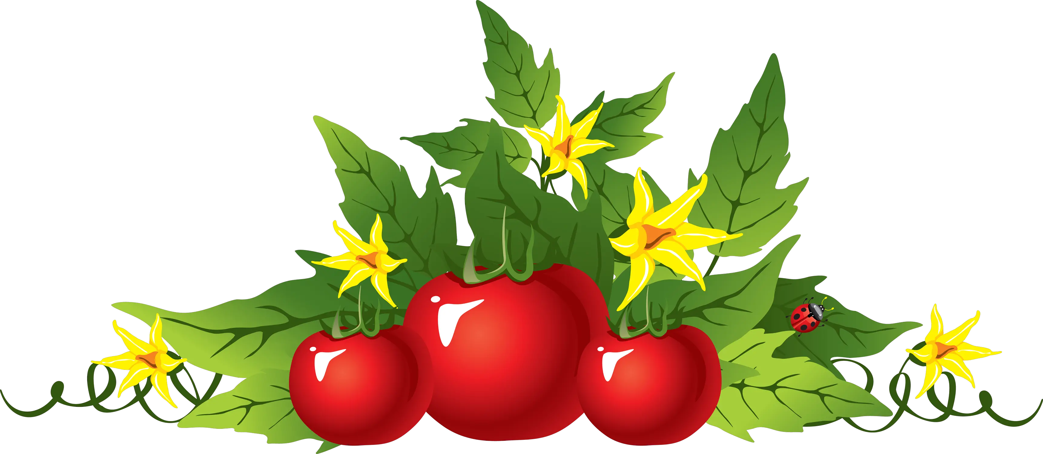 Tomato picture PNG transparent background