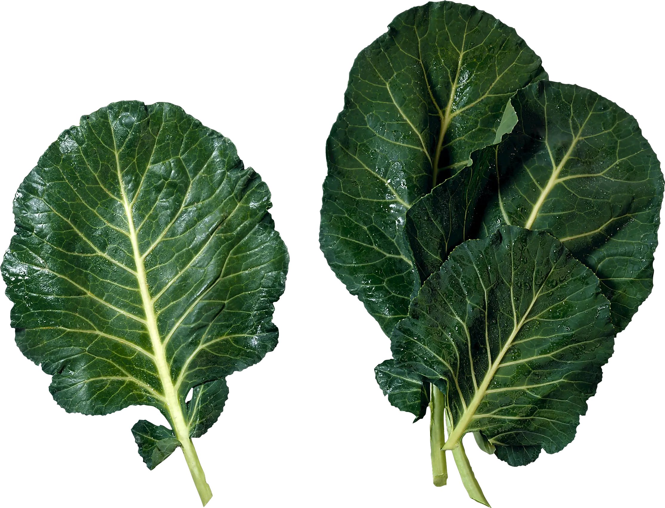 Green salad PNG image