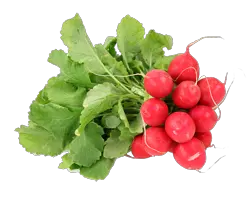 Radish PNG