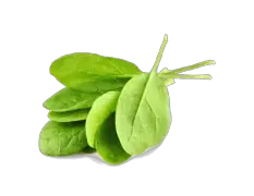 Spinach PNG