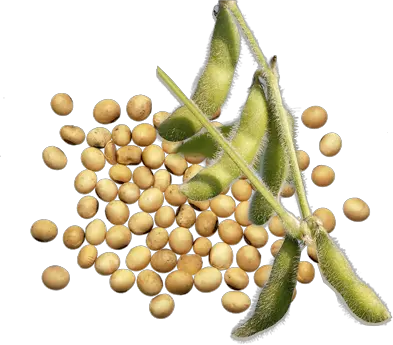 Soybean PNG