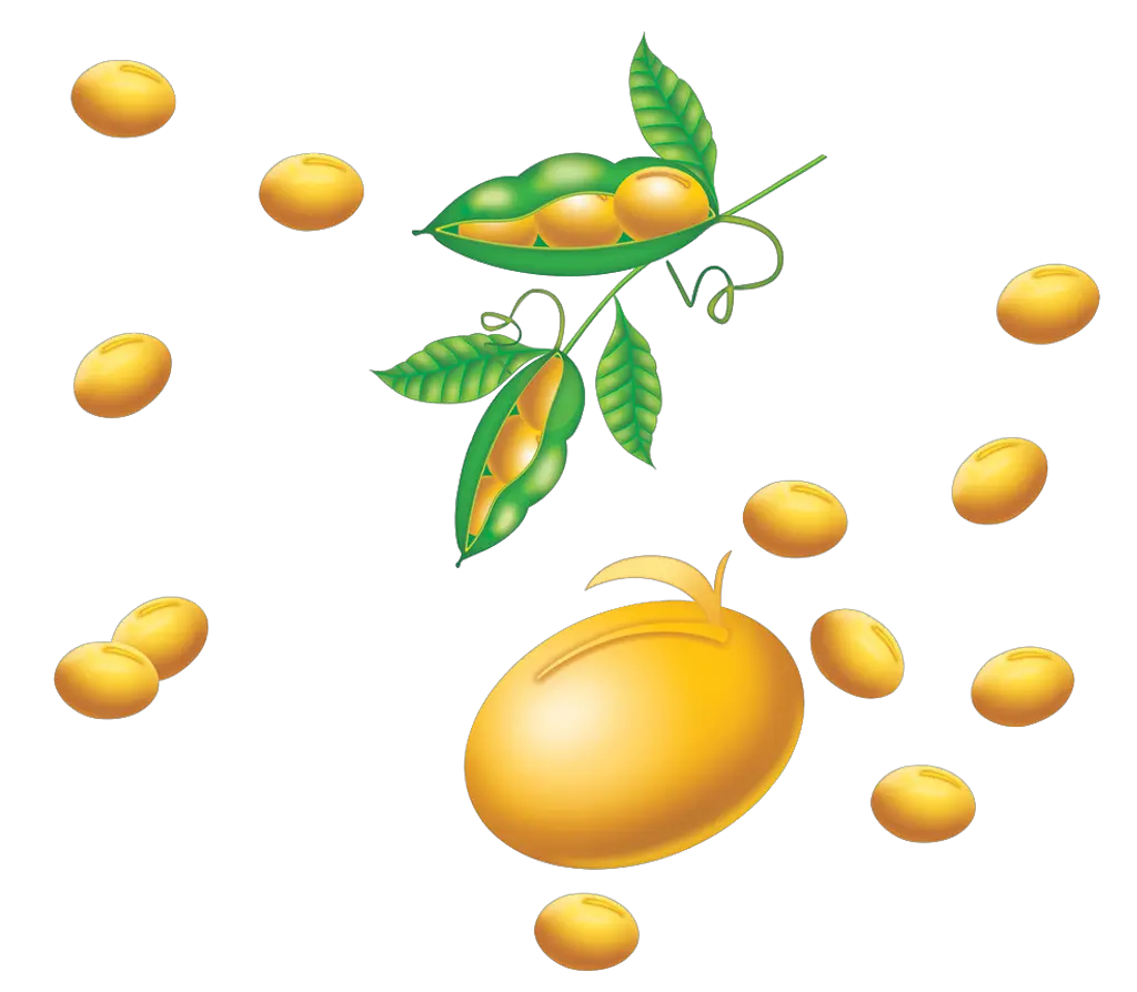 Soybean PNG