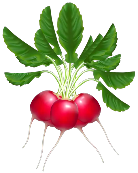 Radish PNG