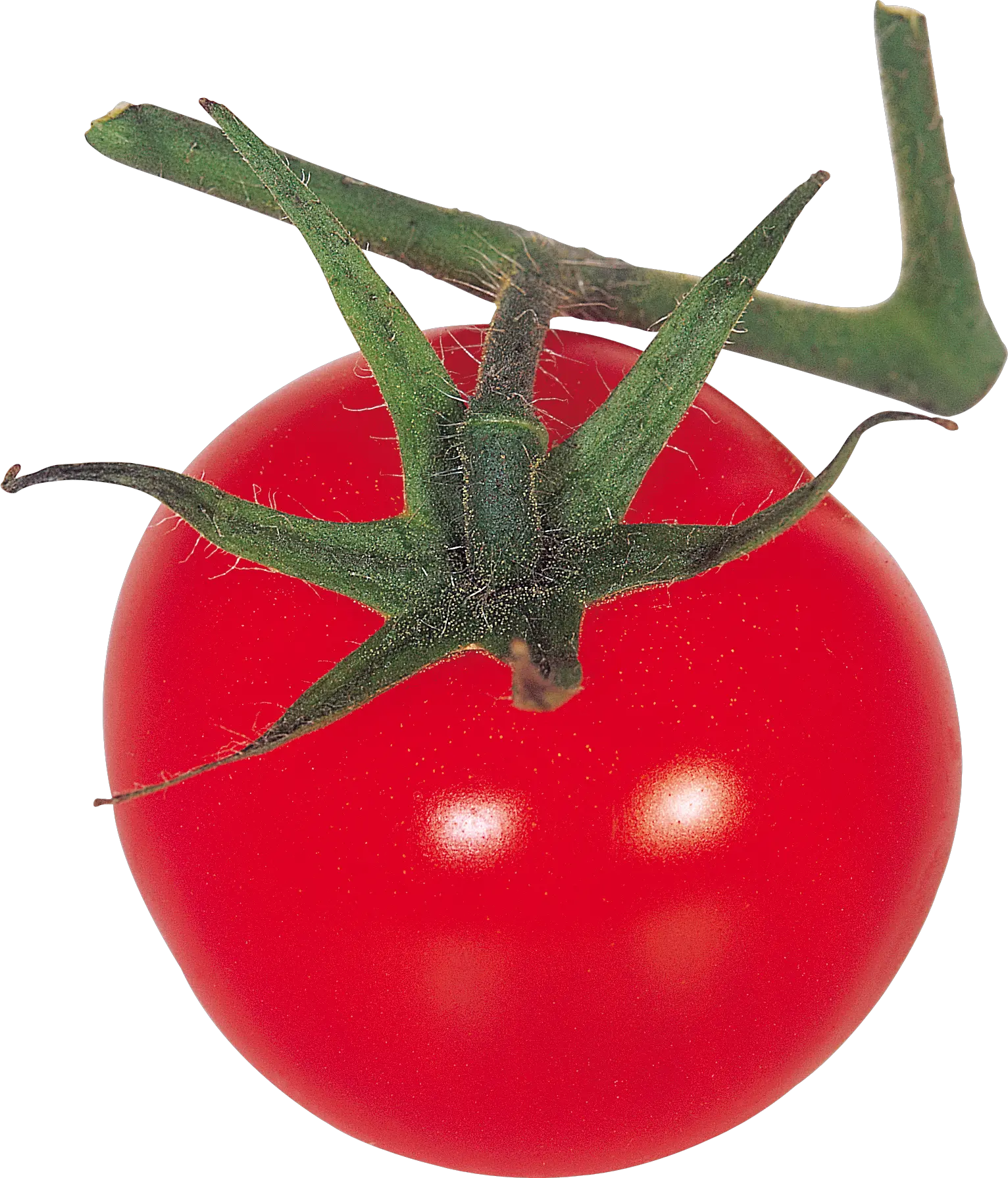 Tomato on branch PNG