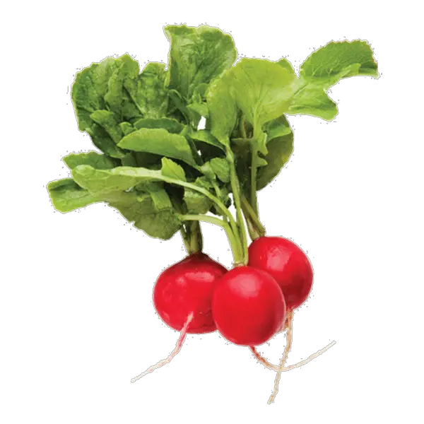 Radish PNG